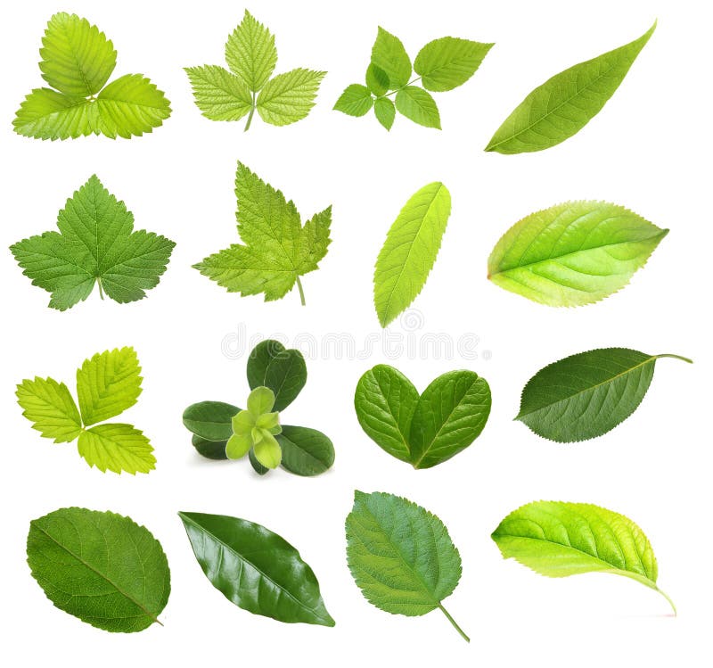 Set of Berry and Fruit Leaves Stock Image Image of branch, currant