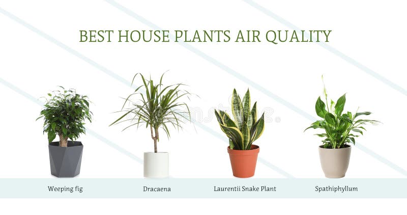 Set of best house plants for air quality improvement on background. Banner design. Set of best house plants for air quality improvement on white background royalty free stock images