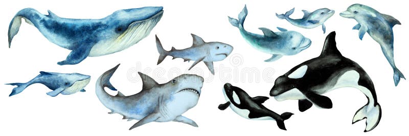 Sada skladajúca sa z veľký modrý veľryba, žralok, zabijak veľryba, delfíny mláďatá na biely,.