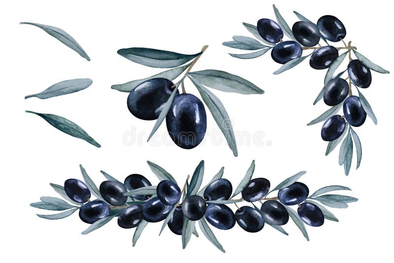 Olive branch with black olives watercolor - Stock Illustration
