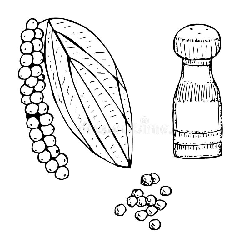 Set of Black Pepper, Vector Illustration, Hand Drawing Sketch Stock