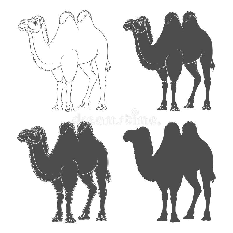 Set of black and white illustrations with a bactrian camel. Isolated vector objects. stock illustration
