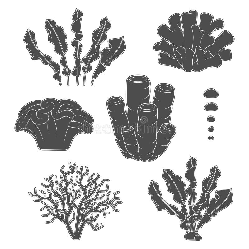 Set of Black and White Illustrations with Corals and Algae. Isolated