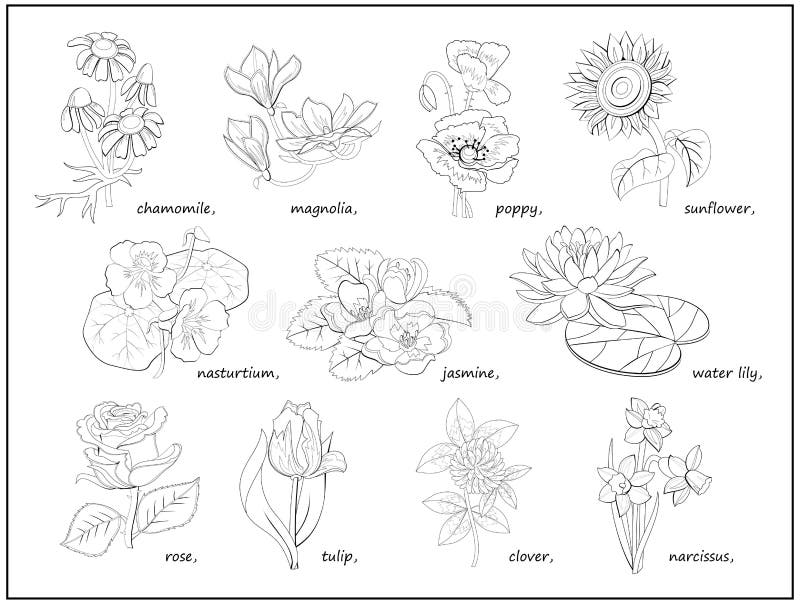 Set of Black and White Illustrations with Different Flowers for ...