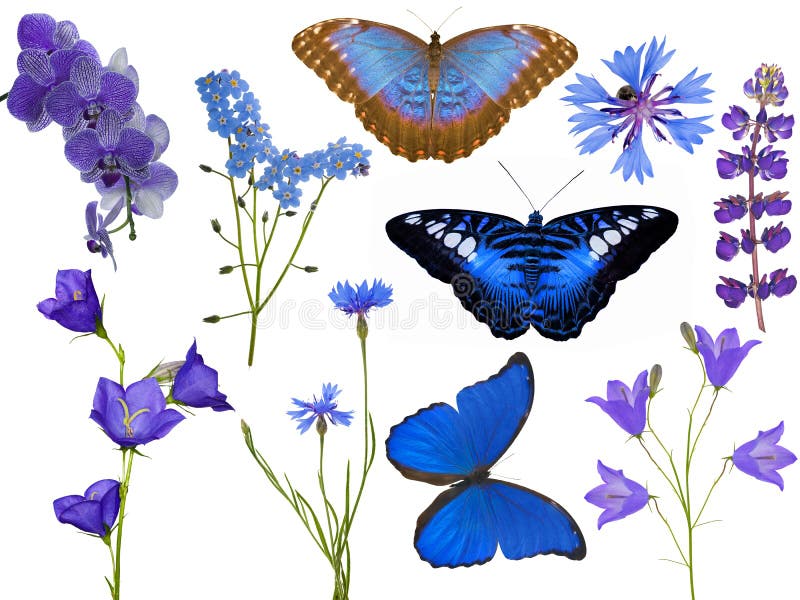 Set of blue flowers and butterflies isolated on white