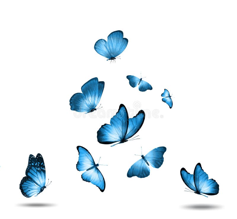 Set of Blue Flying Butterflies Isolated on a White Background Stock  Illustration - Illustration of white, bright: 211996411
