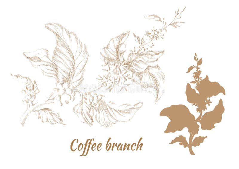 Set of branches of coffee tree with leaves and beans. Vector vector illustration Set of branches of coffee tree with leaves and beans. Vector vector illustration
