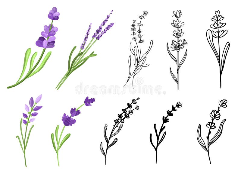 Set of Branches Lavender in Doodle and Hand Drawn Styles Stock Vector ...