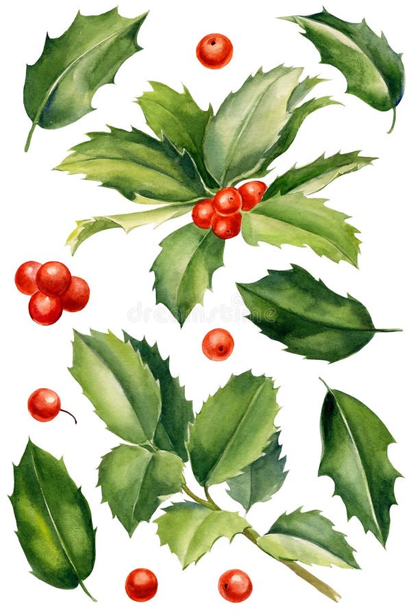 Set of branches, leaves, holly berries on a white background, watercolor botanical illustration, Christmas clipart