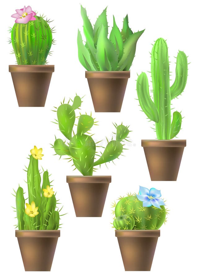 Cartoon Cactus Potted Plant Plant Cactus PNG , Cacto Clipart