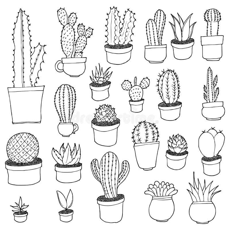 Black & White Prickly Pear Cactus Plant Sketch