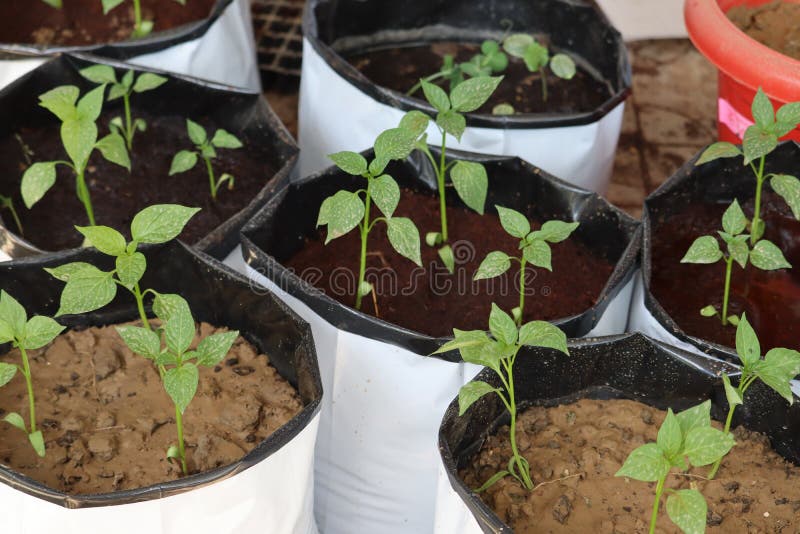 https://thumbs.dreamstime.com/b/set-capsicum-plant-seedlings-planted-grow-bags-cocopeat-vermicompost-set-capsicum-plant-seedlings-213993889.jpg