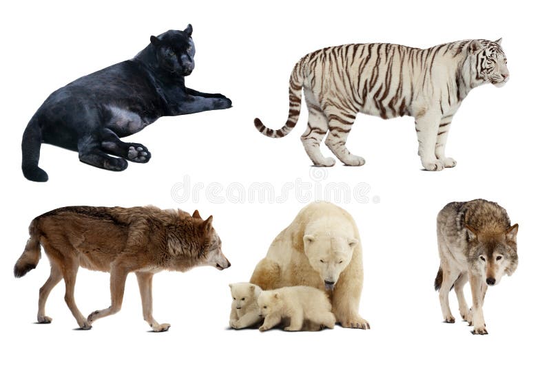 Set Carnivora ssak. Odizolowywający nad bielem