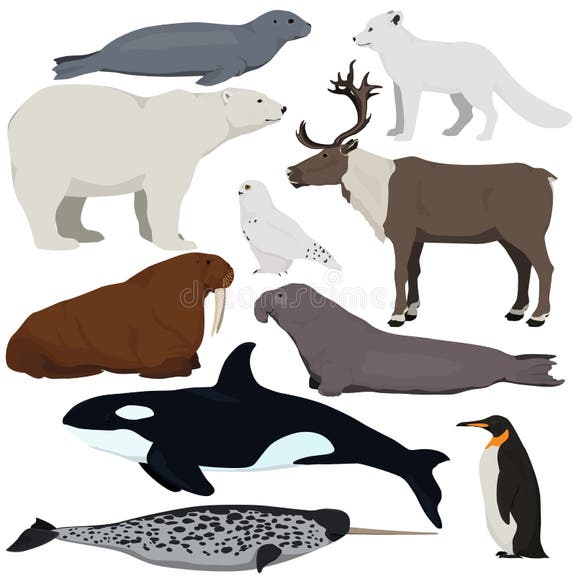 Arctic Animals Vector Set Stock Illustrations – 1,258 Arctic Animals ...