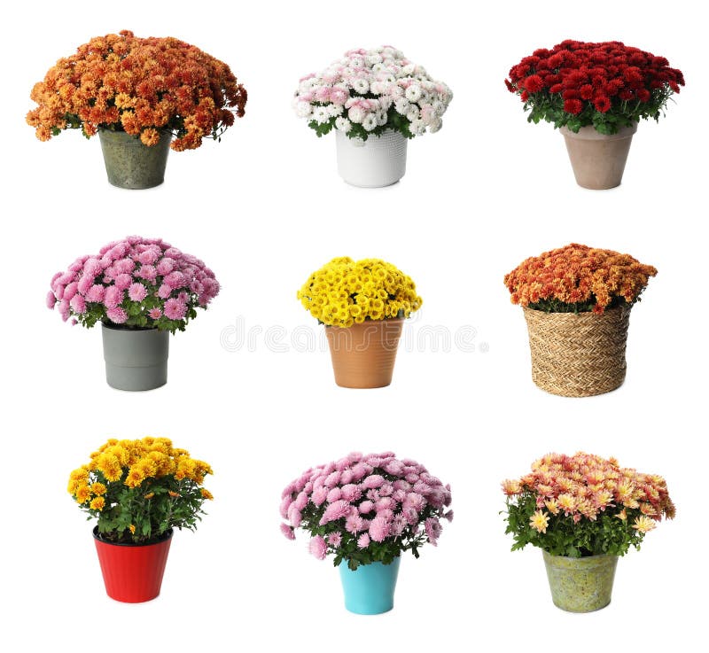 Set with Chrysanthemum Flowers in Pots on White Background Stock Photo