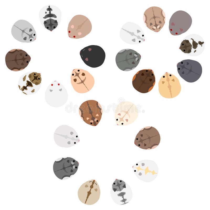 Set of circle frames of dwarf hamsters vector illustration