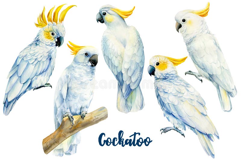 cockatiel profile Australian bird prints cockatoo Watercolour Cockatiel Print