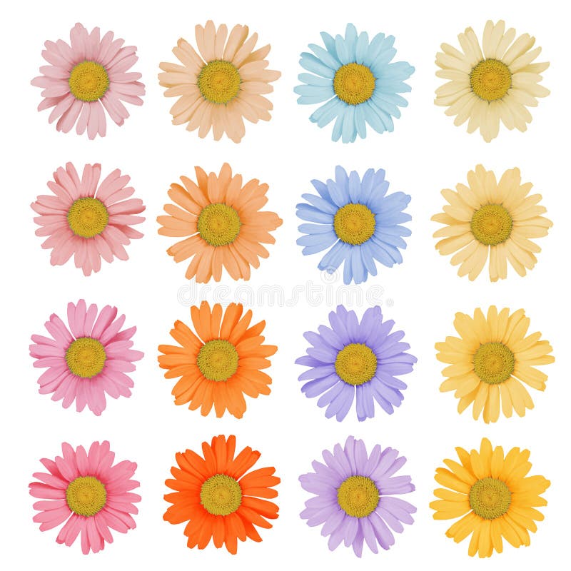 3,455 Colored Daisies Stock Photos - Free & Royalty-Free Stock Photos from  Dreamstime