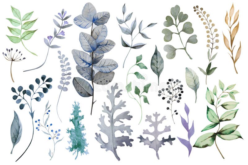 Set of colorful abstractive plants. Herbs, branches and leaves, isolated on white background. Hand drawn watercolor