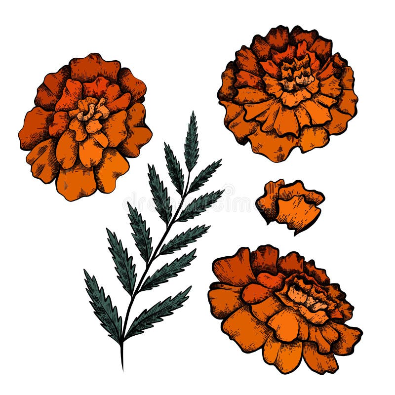 Set of Colorful Botanical Sketch of Various Marigold Flowers with Shading.  Vector Color Floral Natural Drawing Stock Vector - Illustration of grass,  aromatherapy: 219820933