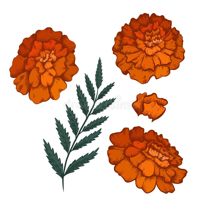 Set of colorful botanical sketch of various marigold flowers with shading. 