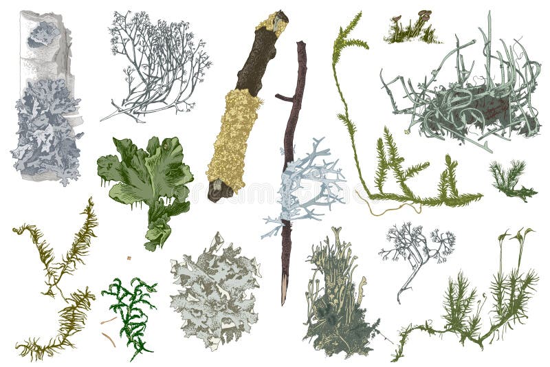 Hand drawn mosses and lichens