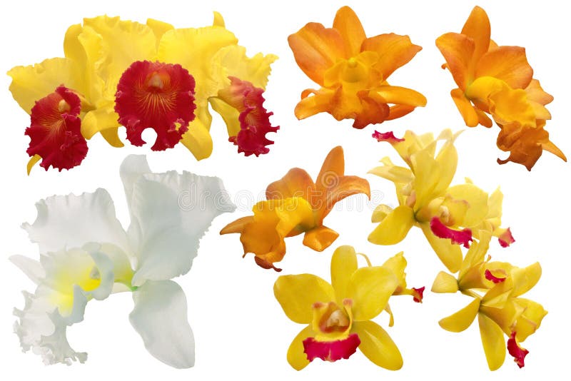 Set of colorful orchid isolated on white background royalty free stock image Set of colorful orchid isolated on white background royalty free stock image