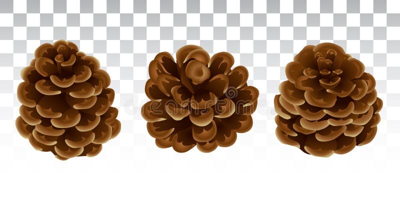 A set of cones in a realistic style. Christmas natural decor. Pi vector illustration A set of cones in a realistic style. Christmas natural decor. Pi vector illustration