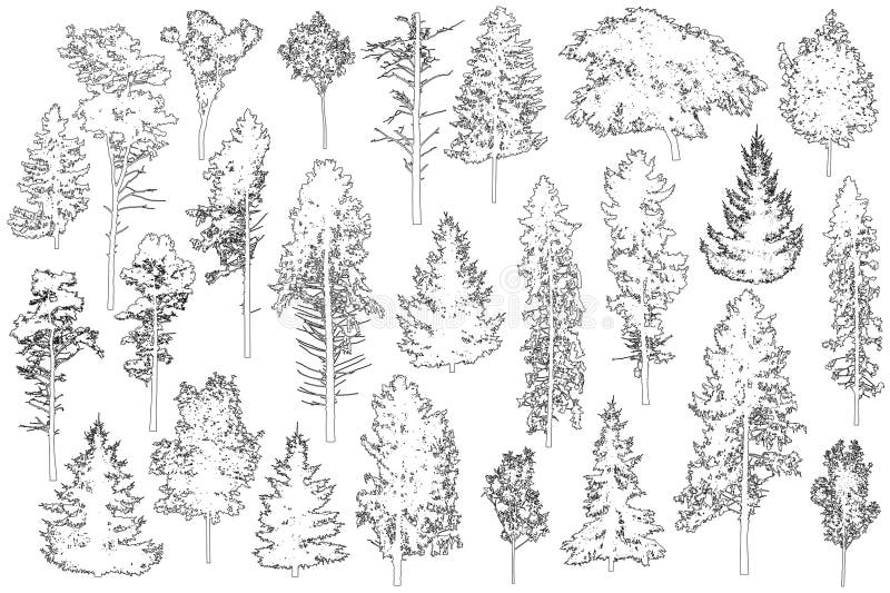 Elevation Sketch Tree For Landscape PNG White Transparent And Clipart Image  For Free Download - Lovepik | 450100382