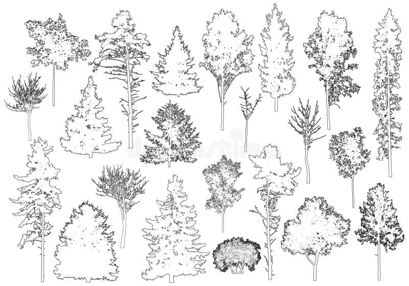 Tree Symbols in Elevation | Lucy Nicholls -Landscape Architecture Study  Portfolio