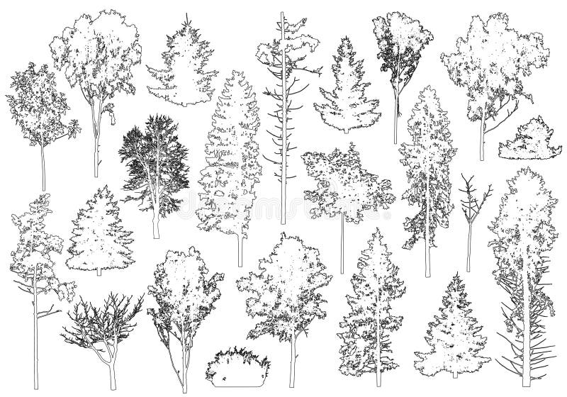 Set of coniferous and deciduous trees for architecture and landscape design, line drawing, contour. Vector illustration stock illustration Set of coniferous and deciduous trees for architecture and landscape design, line drawing, contour. Vector illustration stock illustration