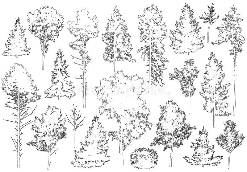 Set of coniferous and deciduous trees for architecture and landscape design, line drawing, contour. Vector illustration stock illustration Set of coniferous and deciduous trees for architecture and landscape design, line drawing, contour. Vector illustration stock illustration