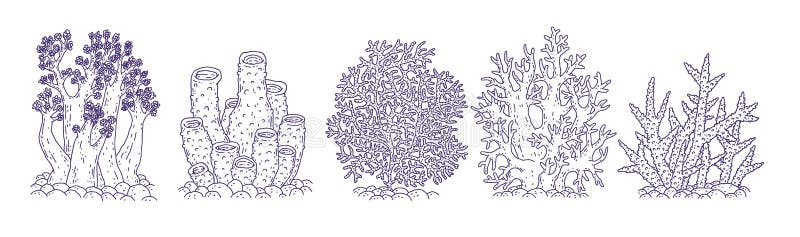 Set corals different forms. Vector coralline reef ocean animals underwater life doodle line isolated illustrations.