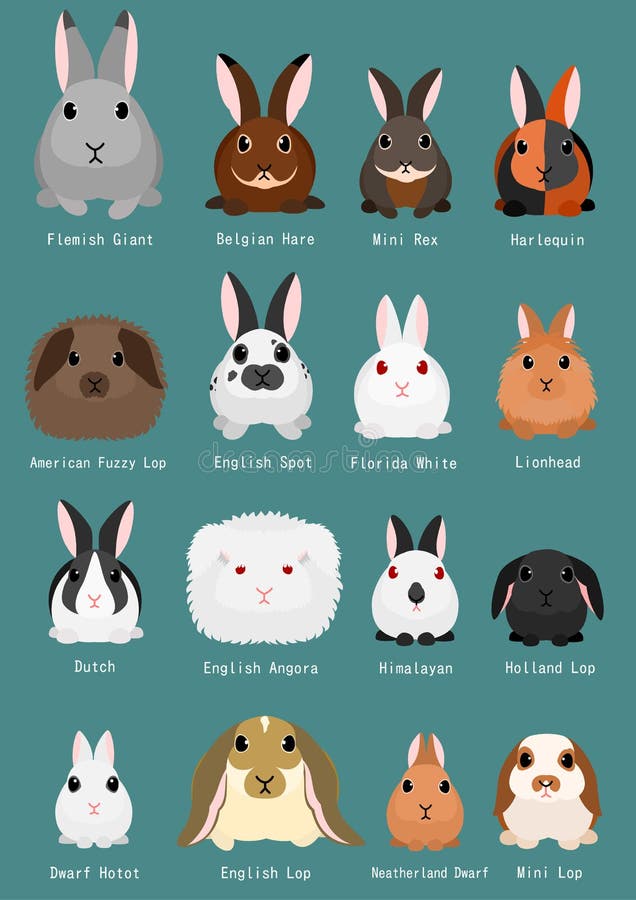 Rabbit Identification Chart