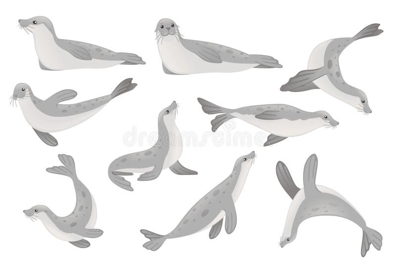Seal Animal Stock Illustrations – 19,422 Seal Animal Stock Illustrations,  Vectors & Clipart - Dreamstime