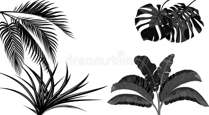 Set Czarny i bia?y li?cie banan, koks, monstera i ogawa, Tropikalny dla druku, obrazka lub poczt?wki, ilustracja wektor Set Czarny i bia?y li?cie banan, koks, monstera i ogawa, Tropikalny dla druku, obrazka lub poczt?wki, ilustracja wektor