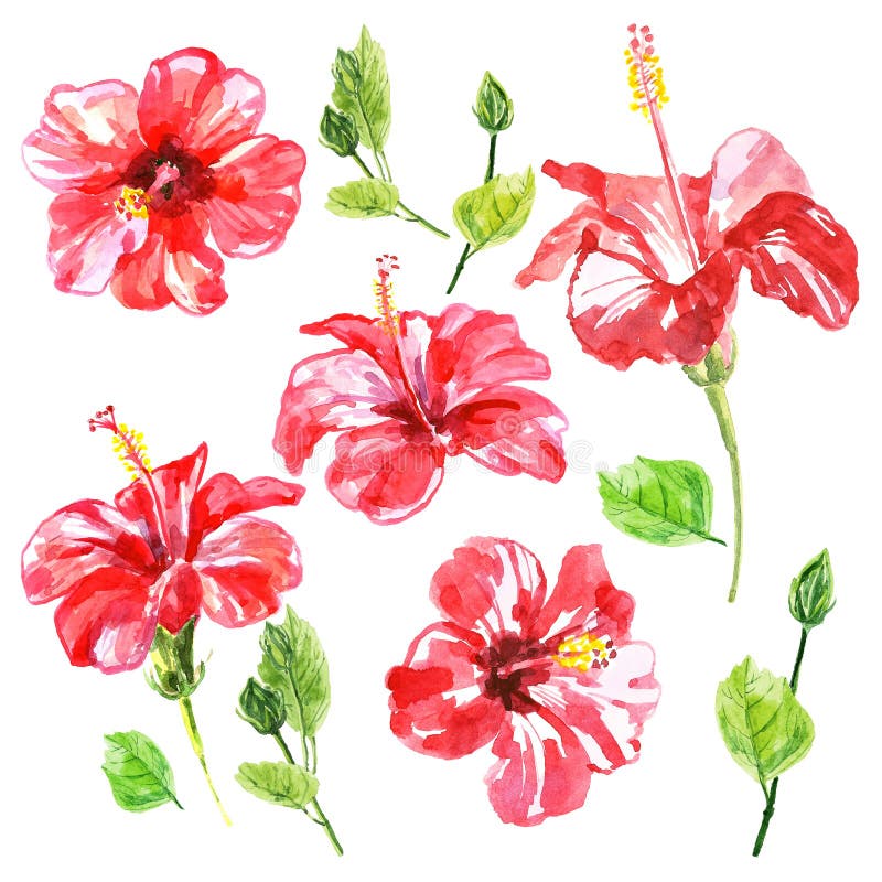 Set czerwony akwarela poślubnika kwiat ilustracji Set czerwony akwarela poślubnika kwiat ilustracji