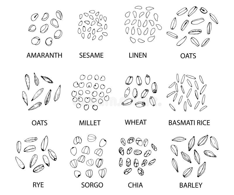 Set de boabe de cereale trase manual. ilustrare vectorială stock illustration