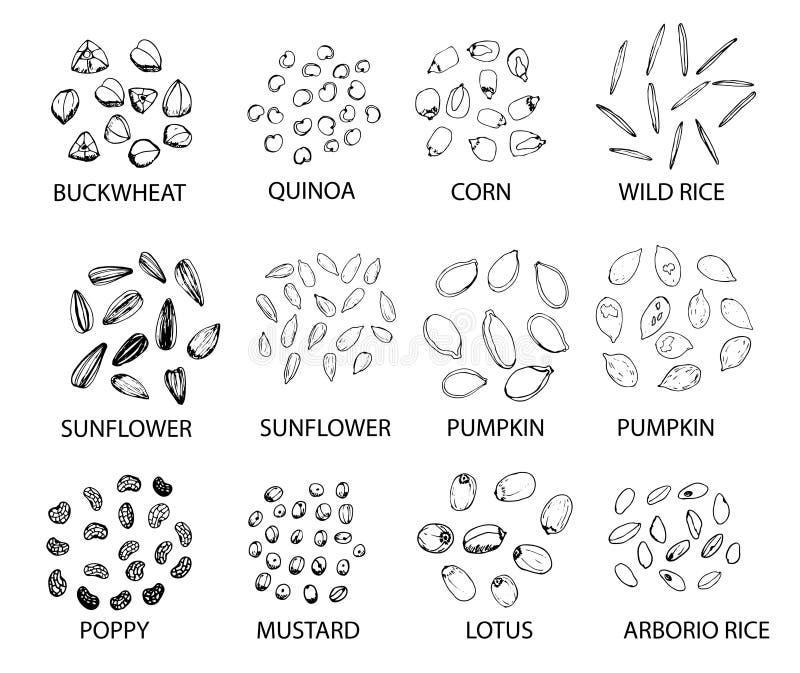 Set de boabe de cereale trase manual. ilustrare vectorială royalty free illustration