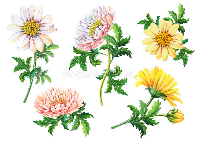 Set de crizanteme cu acuarelă pe un fundal alb, toamnă florală, ilustrare cu galben stock illustration