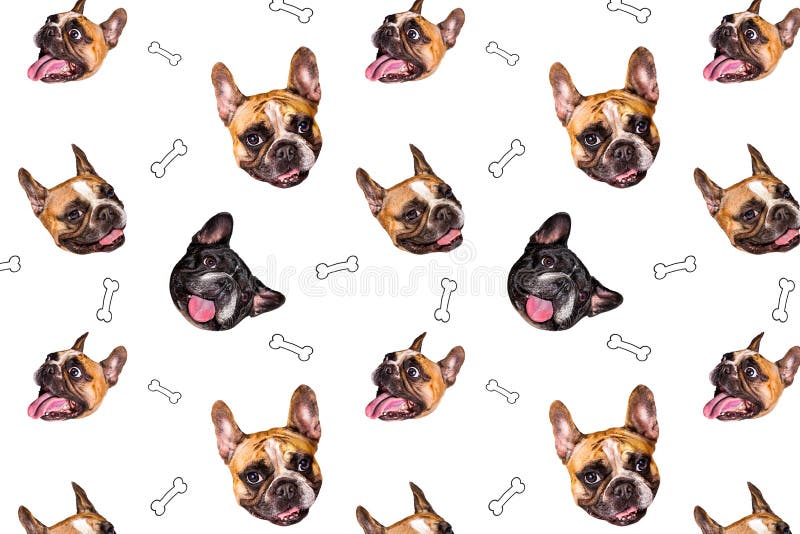 Set de câine drăguț mic bulldog francez. model ciudat de cap de colectare diferite cățel fericit izolat pentru imprimare royalty free stock photos