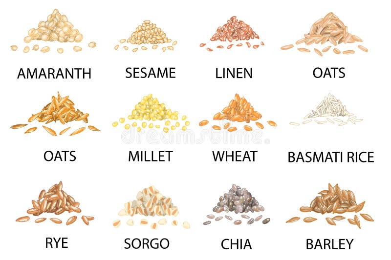 Set de grămezi colorate trase manual de boabe de cereale. ilustrare vectorială vector illustration