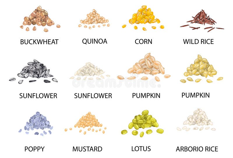 Set de grămezi colorate trase manual de boabe de cereale. ilustrare vectorială stock illustration