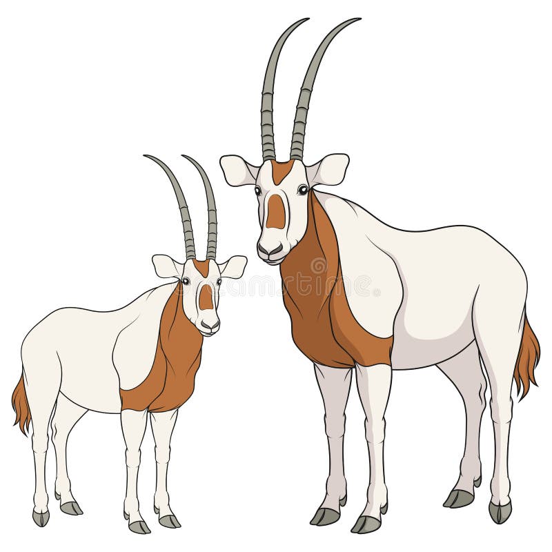 Set de ilustrații color cu antilope oryx albe. obiecte vectoriale izolate. stock illustration