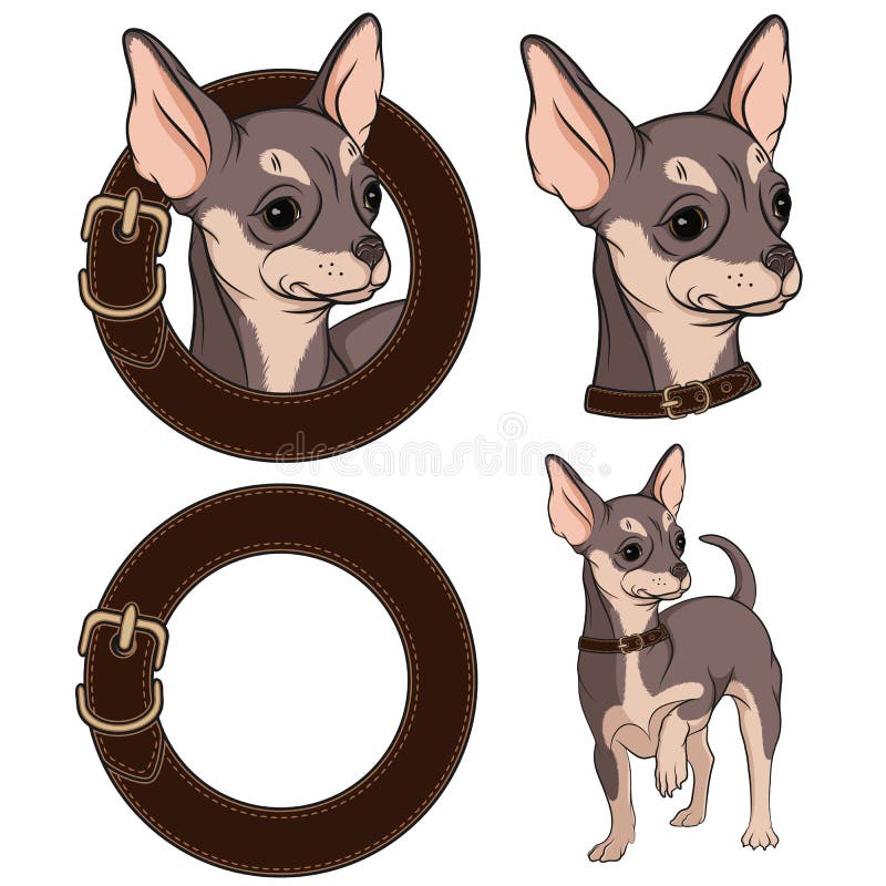 Set de ilustrații color cu chihuahua într-un guler. eps10 stock illustration