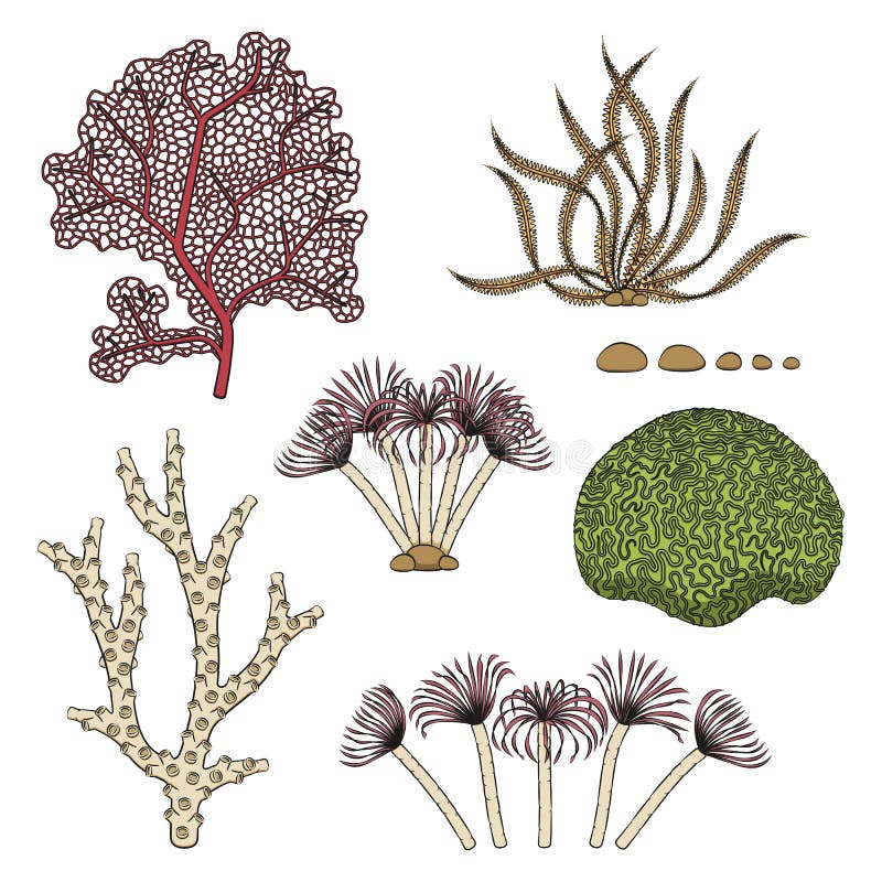 Set de ilustrații color cu corali și alge. obiecte vectoriale izolate. stock illustration