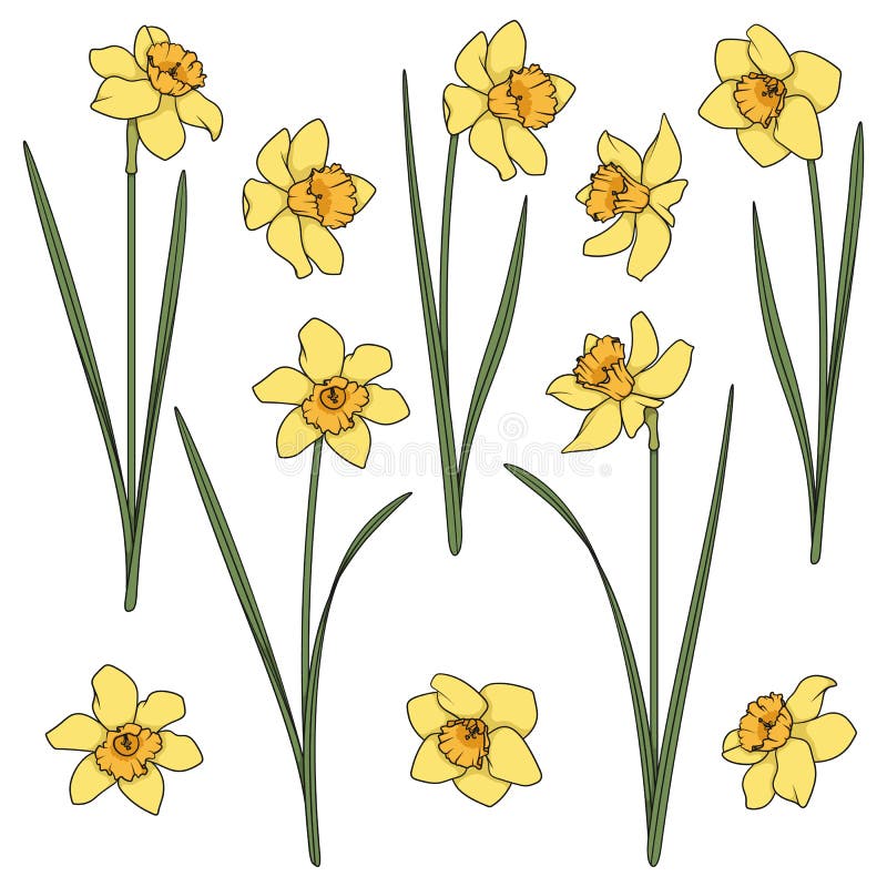 Set de ilustrații color cu daffodils galbeni. obiecte vectoriale izolate. vector illustration