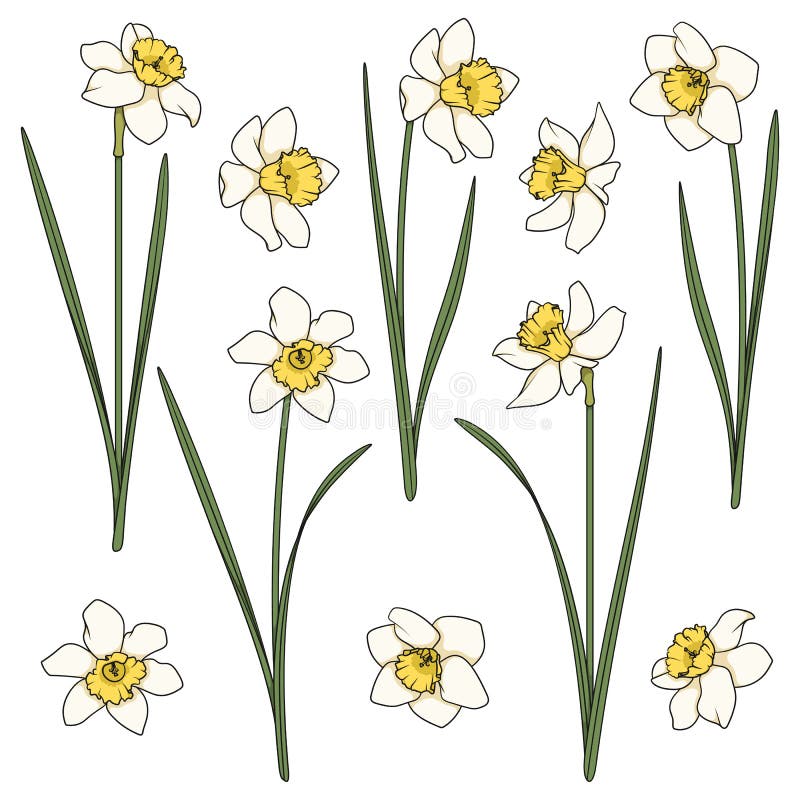 Set de ilustrații color cu daffodule albe. obiecte vectoriale izolate. stock illustration