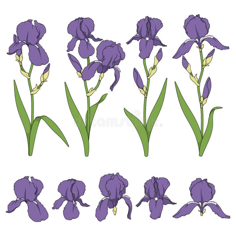 Set de ilustrații color cu flori irizate violet. obiecte vectoriale izolate. royalty free illustration