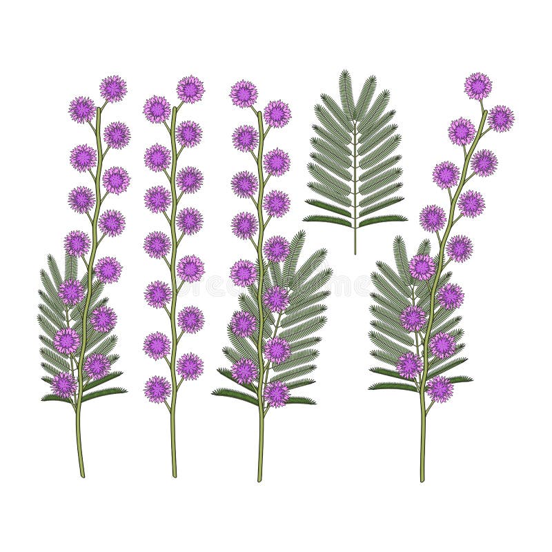 Set de ilustrații color cu flori de mimoză. obiecte vectoriale izolate pe un alb. royalty free illustration
